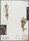 Foto von Salix triandra subsp. amygdalina (L.) Schübl. & G. Martens